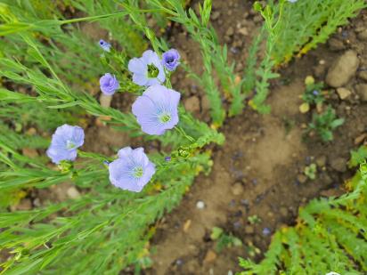 Click for 5 image(s) for this accession.